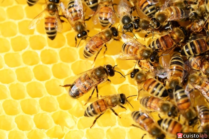 Le miel produit par les abeilles