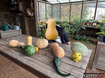 Courges en fête : 10 recettes automnales originales et gourmandes